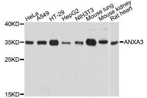 Western blot analysis of extracts of various cell lines, using ANXA3 antibody (ABIN5995881) at 1:3000 dilution. (Annexin A3 Antikörper)