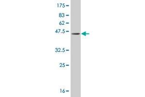 Western Blotting (WB) image for anti-MAP Kinase Interacting serine/threonine Kinase 2 (MKNK2) (AA 1-158) antibody (ABIN516167)