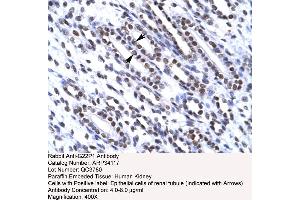 Human kidney (XRCC6 Antikörper  (N-Term))