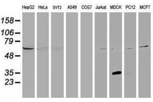 Image no. 3 for anti-Potassium Channel Tetramerisation Domain Containing 14 (KCTD14) antibody (ABIN1499009) (KCTD14 Antikörper)