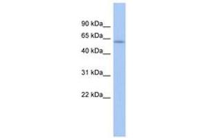 Image no. 1 for anti-LEM Domain Containing 2 (LEMD2) (AA 431-480) antibody (ABIN6743886) (LEMD2 Antikörper  (AA 431-480))