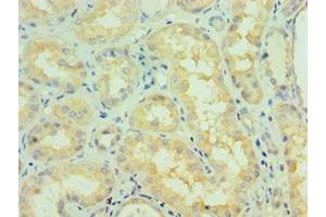 Immunohistochemistry of paraffin-embedded human kidney tissue using ABIN7145333 at dilution of 1:100 (TRKB Antikörper  (AA 32-282))