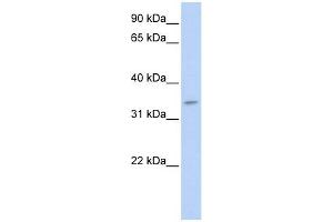 Tenomodulin antibody used at 1 ug/ml to detect target protein. (TNMD Antikörper  (N-Term))