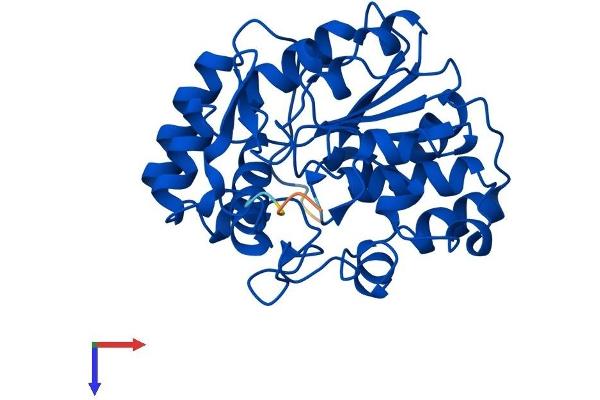 SULT1B1 Protein (AA 1-299) (His tag)