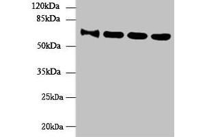 Western blot All lanes: NUP58 antibody at 4 μg/mL Lane 1: HepG2 whole cell lysate Lane 2: Hela whole cell lysate Lane 3: LO2 whole cell lysate Lane 4: Mouse thymus tissue Secondary Goat polyclonal to rabbit IgG at 1/10000 dilution Predicted band size: 61, 51, 60 kDa Observed band size: 61 kDa (NUPL1 Antikörper  (AA 211-480))