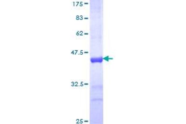 TRIM25 Protein (AA 211-310) (GST tag)