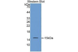 Western Blotting (WB) image for anti-Biglycan (BGN) (AA 230-366) antibody (ABIN1858136) (Biglycan Antikörper  (AA 230-366))