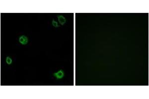 Immunofluorescence analysis of A549 cells, using GPR110 Antibody.