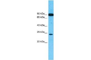 Western Blotting (WB) image for anti-Hepatocyte Growth Factor (Hepapoietin A, Scatter Factor) (HGF) (N-Term) antibody (ABIN2781816)