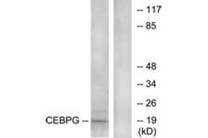 Western blot analysis of extracts from RAW264. (CEBPG Antikörper  (AA 31-80))