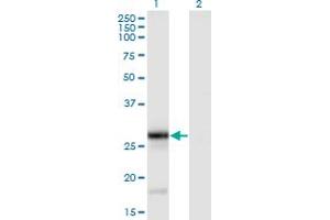 Western Blotting (WB) image for anti-Tumor Necrosis Factor (Ligand) Superfamily, Member 9 (TNFSF9) (AA 145-254) antibody (ABIN522189)