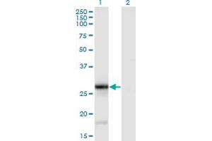 Western Blot analysis of TNFSF9 expression in transfected 293T cell line by TNFSF9 monoclonal antibody (M01), clone 1D7. (TNFSF9 Antikörper  (AA 145-254))