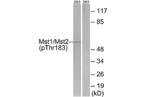 Western blot analysis of extracts from 293 cells, treated with H2O2 (100uM, 15 mins), using Mst1/2 (Phospho-Thr183) antibody. (STK4 Antikörper  (pThr183))