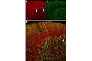 Expression of HCN2 in rat cerebellumImmunochistochemical staining of rat cerebellum frozen sections using Anti-HCN2 Antibody (ABIN7043279, ABIN7044940 and ABIN7044941 ). (Hyperpolarization Activated Cyclic Nucleotide-Gated Potassium Channel 2 (HCN2) Peptid)