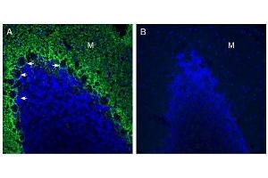 Expression of GPR37L1 in rat cerebellum. (GPR37L1 Antikörper  (Extracellular, N-Term))