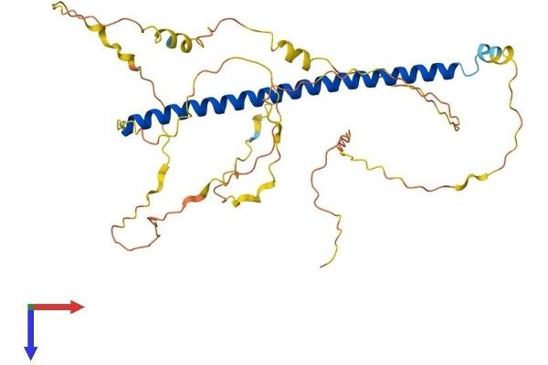 CREB5 Protein (AA 1-357) (His tag)