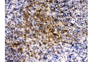 Anti- eIF4A2 Picoband antibody, IHC(P) IHC(P): Mouse Spleen Tissue (EIF4A2 Antikörper  (N-Term))
