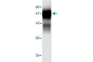 Western blot analysis in  Legionella pneumophila  groEL recombinant protein with  Legionella pneumophila  groEL monoclonal antibody, clone 3d566  at 1 : 1000 dilution. (Chaperonin GroEL (GroEL) (AA 72-478) Antikörper)