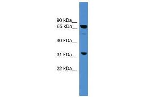 SNAG1 antibody used at 0. (SNX18 Antikörper  (Middle Region))