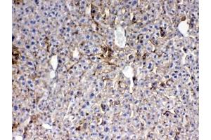 IHC testing of FFPE mouse liver tissue with Thrombopoietin antibody at 1ug/ml. (Thrombopoietin Antikörper)