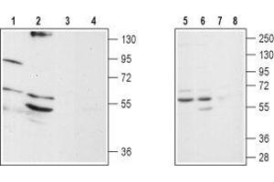 Western blot analysis of rat brain stem (lanes 1 and 3), mouse brain (lanes 2 and 4), SH-SY5Y (lanes 5 and 7) and Jurkat (lanes 6 and 8) lysates: - 1,2,5,6. (ADRA1D Antikörper  (C240S, Extracellular))