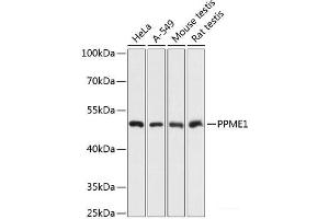 Western blot analysis of extracts of various cell lines using PPME1 Polyclonal Antibody at dilution of 1:3000. (PPME1 Antikörper)