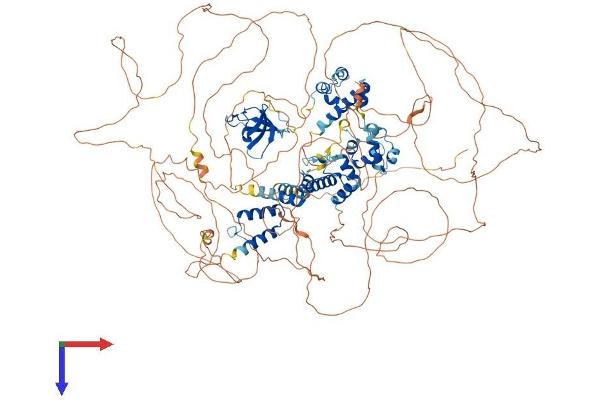 SASH1 Protein (AA 1-1230) (His tag)