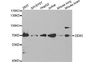 Western blot analysis of extracts of various cell lines, using DDX5 antibody (ABIN5973042) at 1/1000 dilution. (DDX5 Antikörper)