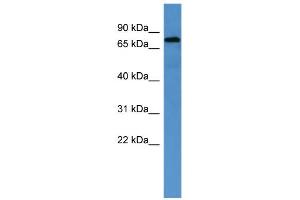 WB Suggested Anti-ACO2 Antibody Titration: 0. (ACO2 Antikörper  (C-Term))