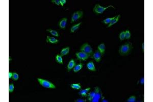 Immunofluorescent analysis of HepG2 cells using ABIN7163325 at dilution of 1:100 and Alexa Fluor 488-congugated AffiniPure Goat Anti-Rabbit IgG(H+L) (ABHD3 Antikörper  (AA 52-309))