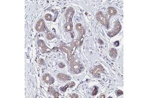 Immunohistochemical staining of human breast with OR2W3 polyclonal antibody  shows moderate cytoplasmic positivity in glandular cells at 1:200-1:500 dilution. (OR2W3 Antikörper)