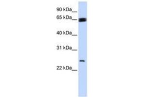 Image no. 1 for anti-Kruppel-Like Factor 9 (KLF9) (N-Term) antibody (ABIN6744238) (KLF9 Antikörper  (N-Term))