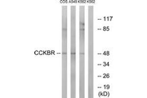 Western blot analysis of extracts from A549/COS7/K562 cells, using CCKBR Antibody. (CCKBR Antikörper  (AA 11-60))
