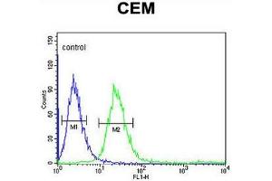FCGR1B Antibody (C-term) flow cytometric analysis of CEM cells (right histogram) compared to a negative control cell (left histogram). (FCGR1B Antikörper  (C-Term))