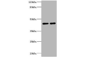 Western blot All lanes: NAD-dependent protein deacetylase sirtuin-3, mitochondrial antibody at 2 μg/mL Lane 1: NIH/3T3 whole cell lysate Lane 2: HepG2 whole cell lysate Secondary Goat polyclonal to rabbit IgG at 1/10000 dilution Predicted band size: 44, 29 kDa Observed band size: 44 kDa (SIRT3 Antikörper  (AA 20-130))