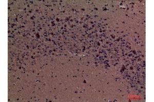 Immunohistochemistry (IHC) analysis of paraffin-embedded Mouse Brain, antibody was diluted at 1:100. (Fascin Antikörper  (Internal Region))