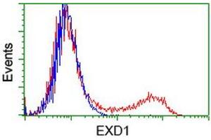 HEK293T cells transfected with either RC206223 overexpress plasmid (Red) or empty vector control plasmid (Blue) were immunostained by anti-EXD1 antibody (ABIN2453979), and then analyzed by flow cytometry. (EXD1 Antikörper)