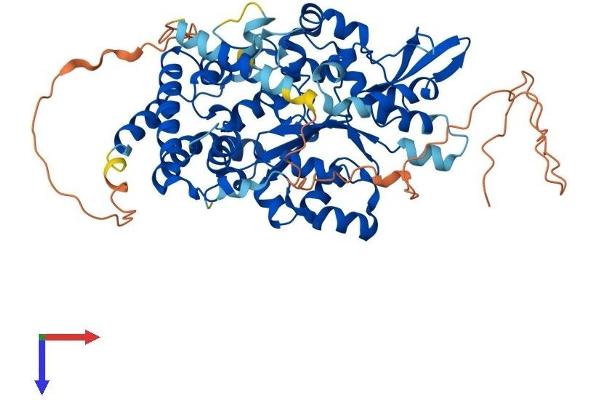 CHST15 Protein (AA 1-561) (His tag)