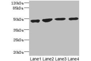 Western blot All lanes: MTERF3 antibody at 3. (MTERFD1 Antikörper  (AA 69-300))