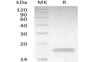 Western Blotting (WB) image for Tumor Necrosis Factor alpha (TNF alpha) (Active) protein (ABIN7320992) (TNF alpha Protein)