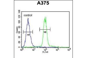 Flow cytometric analysis of A375 cells (right histogram) compared to a negative control cell (left histogram). (A1CF Antikörper  (C-Term))