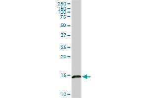 LGALS1 MaxPab rabbit polyclonal antibody. (LGALS1/Galectin 1 Antikörper  (AA 1-135))