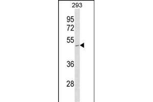 STOML1 Antibody (N-term) (ABIN1538881 and ABIN2850108) western blot analysis in 293 cell line lysates (35 μg/lane). (STOML1 Antikörper  (N-Term))