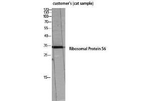 Western Blotting (WB) image for anti-Ribosomal Protein S6 (RPS6) (Thr826) antibody (ABIN3180300) (RPS6 Antikörper  (Thr826))