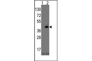 Image no. 1 for anti-Atonal Homolog 1 (Drosophila) (ATOH1) (N-Term) antibody (ABIN357825) (ATOH1 Antikörper  (N-Term))