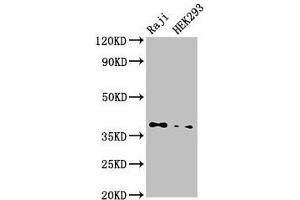 Western Blot Positive WB detected in: Raji whole cell lysate, HEK293 whole cell lysate All lanes: PPP1CB antibody at 3. (PPP1CB Antikörper  (Catalytic Subunit))