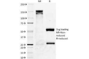 SDS-PAGE Analysis of Purified, BSA-Free Bcl-X Antibody (clone BX006). (BCL2L1 Antikörper)