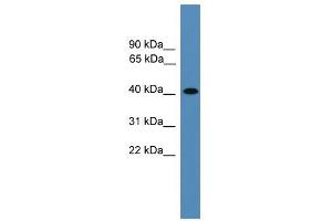 AIMP2 antibody used at 0. (AIMP2 Antikörper  (Middle Region))