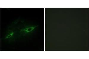 Immunofluorescence analysis of NIH-3T3 cells, using CDH22 Antibody. (CDH22 Antikörper  (AA 111-160))