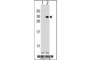 Western blot analysis of HS2ST1 using rabbit polyclonal HS2ST1 Antibody using 293 cell lysates (2 ug/lane) either nontransfected (Lane 1) or transiently transfected with the HS2ST1 gene (Lane 2).